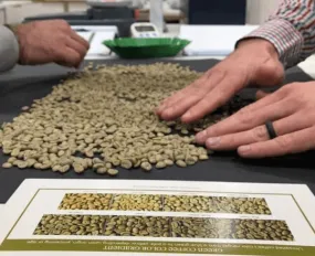 SCA Green Coffee Professional